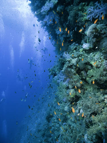 M0010675 1